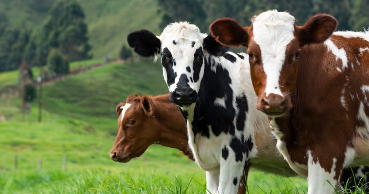Precision Livestock Farming: Building Decision Evidence article cover