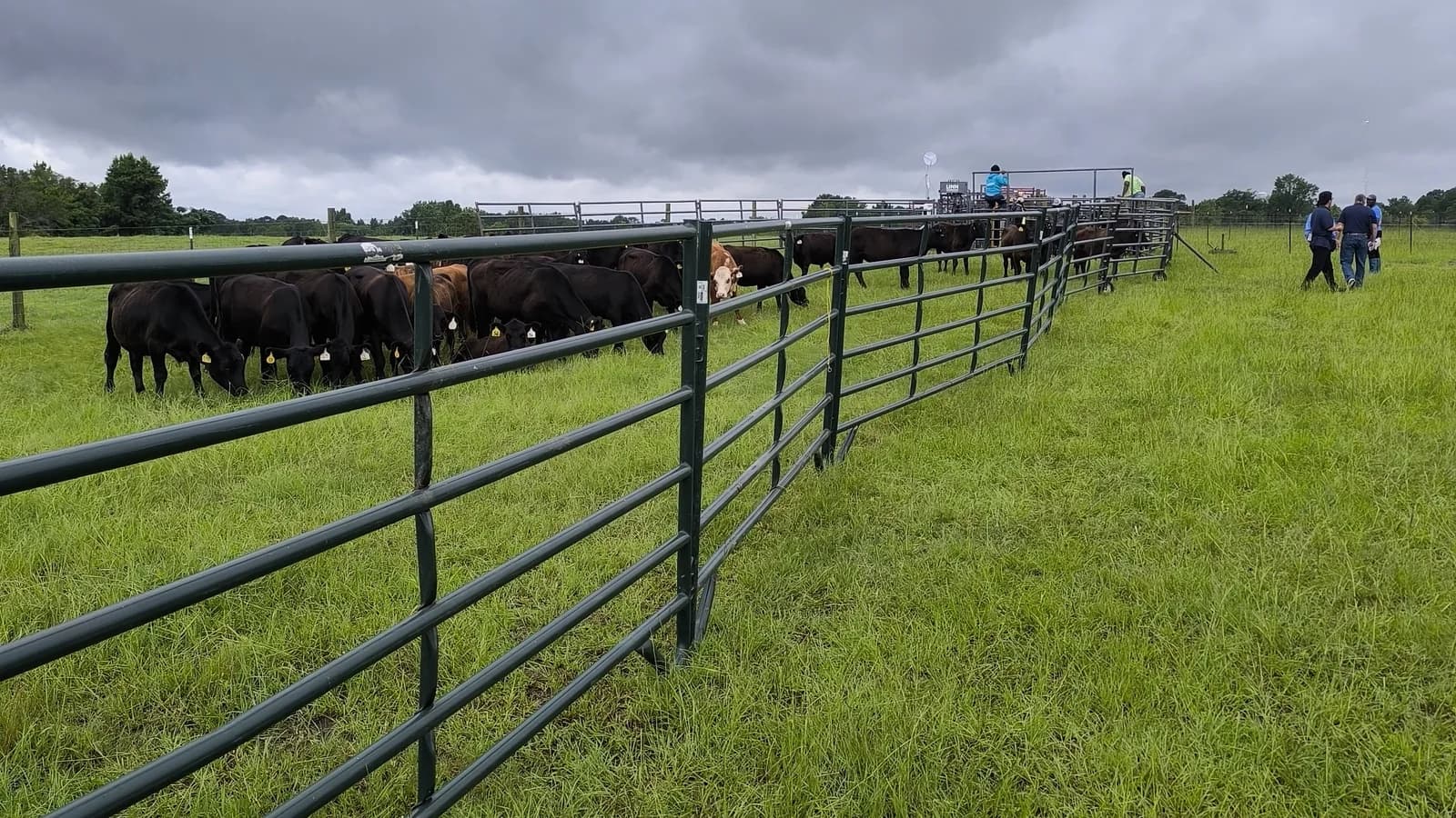 Tagged cattle moving through the Tuskegee University research chute during documented fieldwork