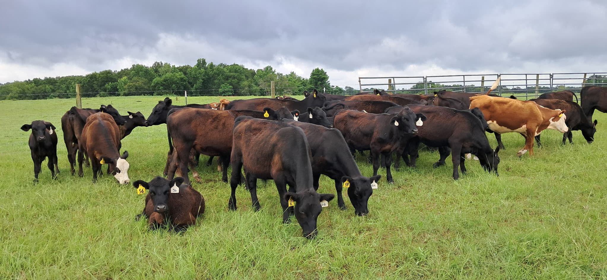 Tagged cattle standing, grazing, and resting close together in a fenced green pasture under a cloudy sky