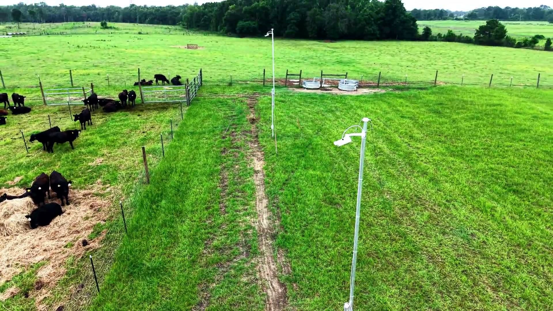 Actual aerial field-film frame showing cattle pens and two mounted camera masts at the Tuskegee research site
