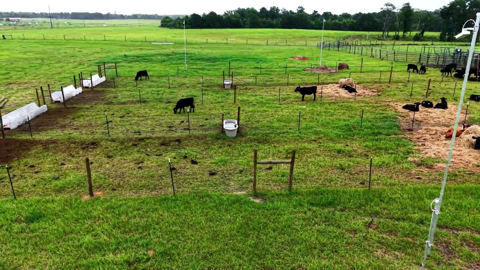 Actual aerial field-film frame of cattle in the Tuskegee research pens, with feed bunks and a camera mast visible