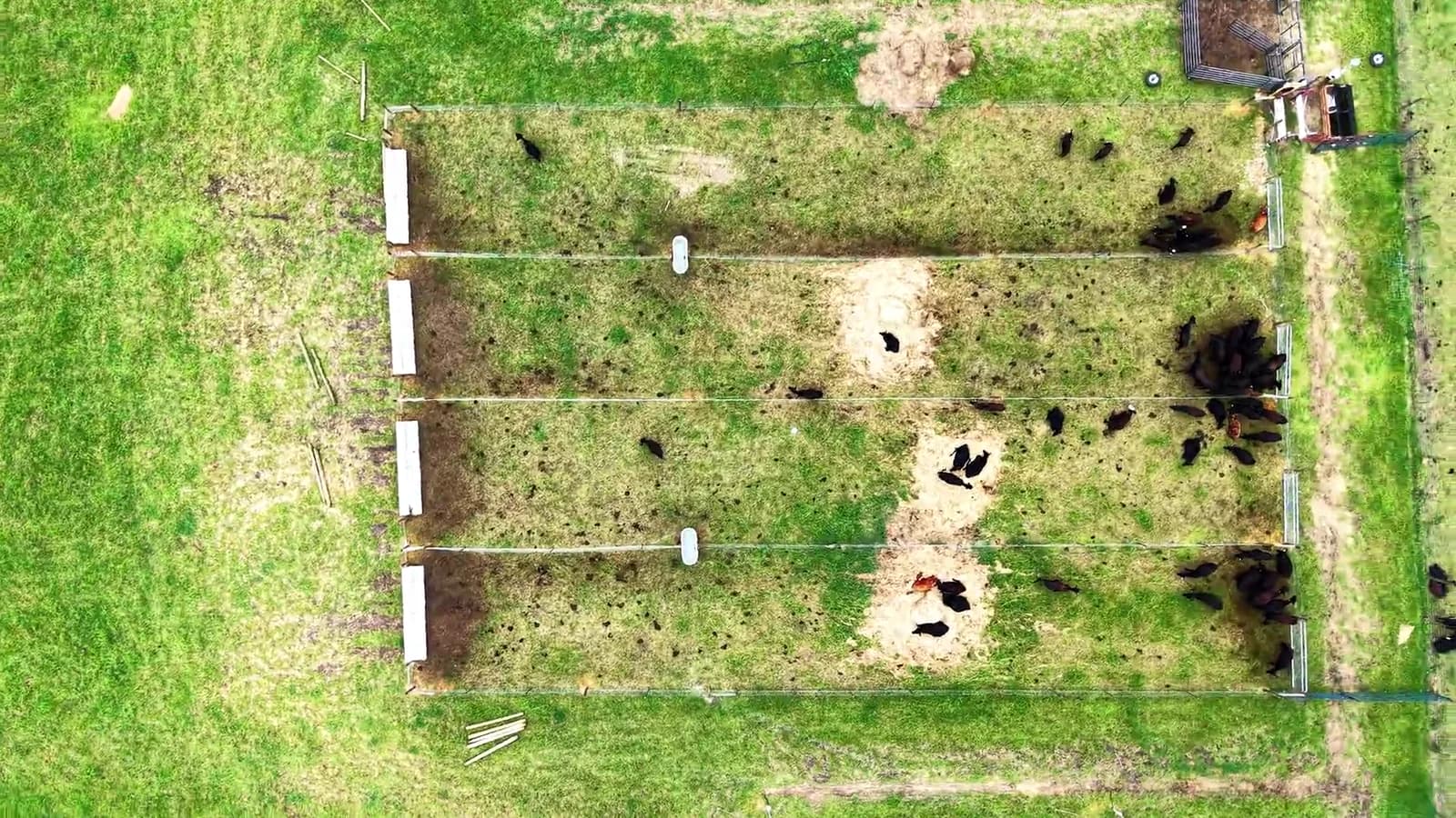 Overhead field-video still showing cattle across four Tuskegee research pens