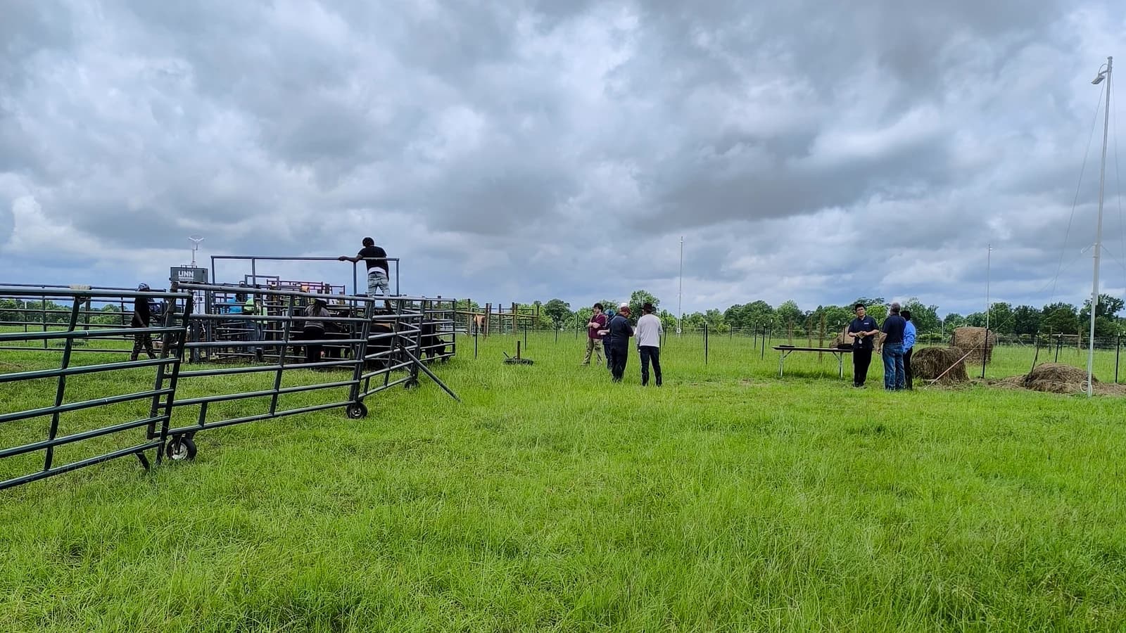 Cattle, field researchers, and handling infrastructure at the Tuskegee University research feedlot
