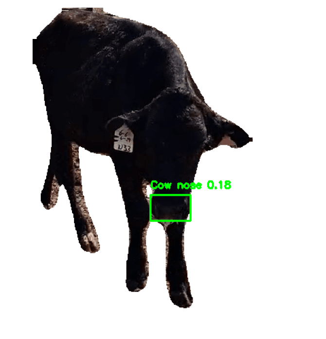 Actual Nose ID research output showing a muzzle-region detection box on a tagged animal