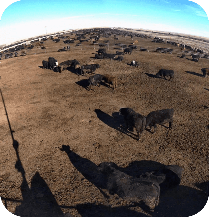 Livestock Indemnity Program 2026: Build a Cattle Loss Record article cover