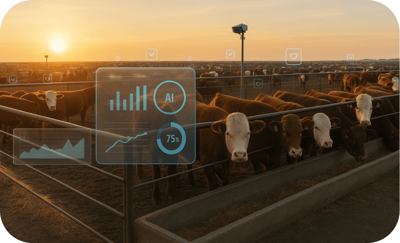 Cattle in a pen representing individual and pen-level evidence