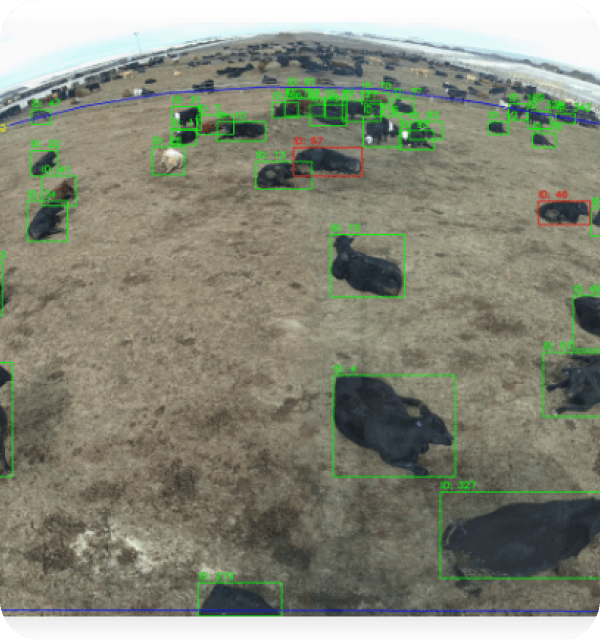 Computer-vision output showing detected cattle in an overhead pen view