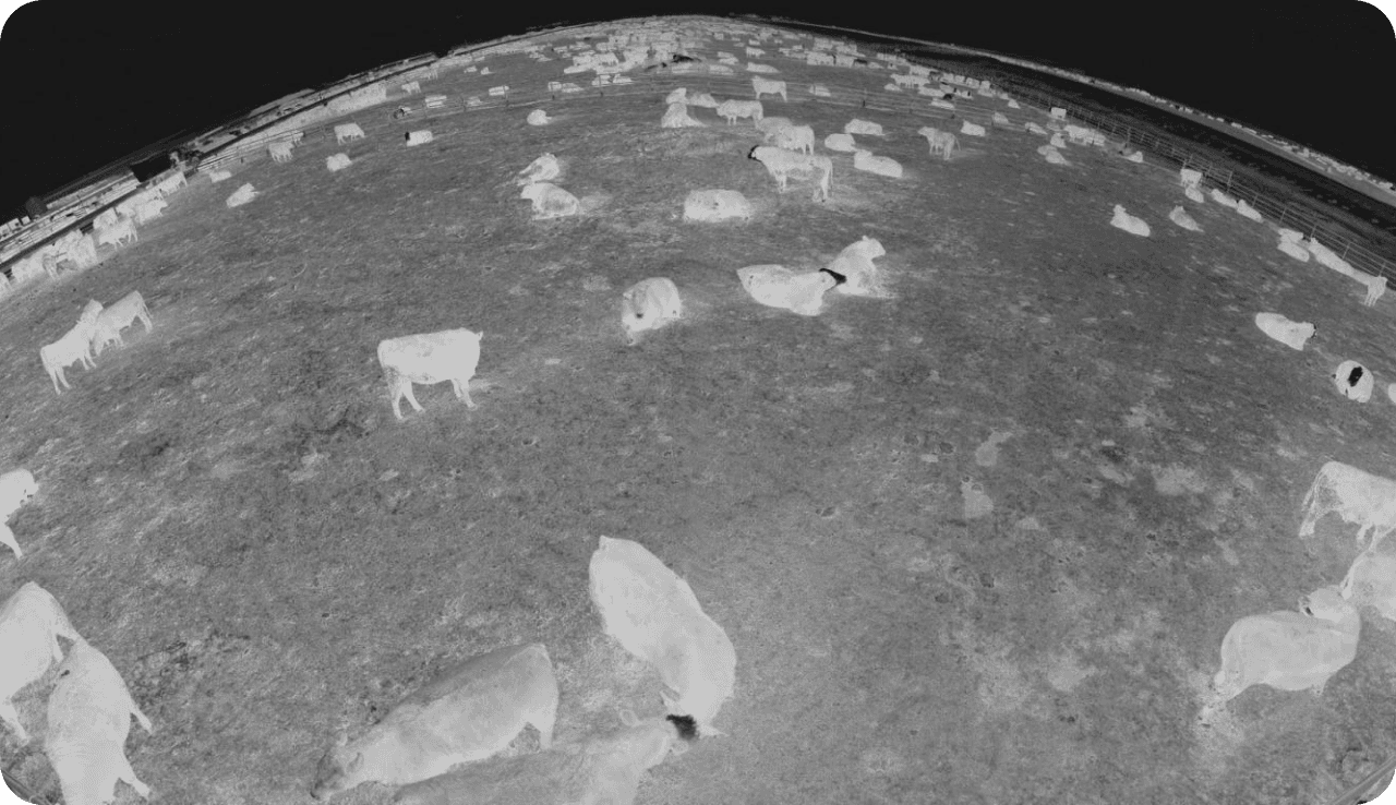 Thermal detection of cattle in all conditions