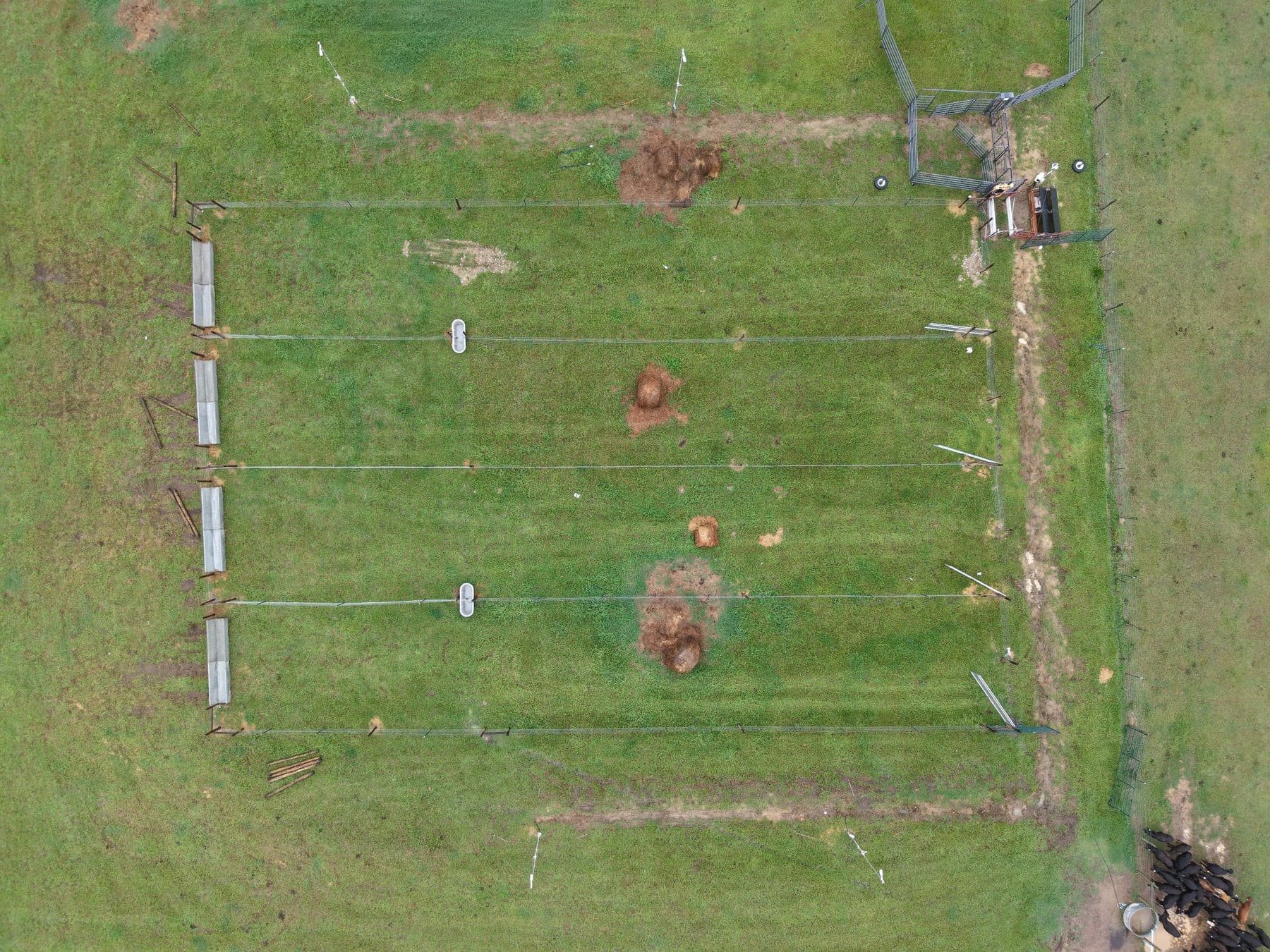 Top-down field survey of four monitored cattle pens at the Tuskegee University research feedlot