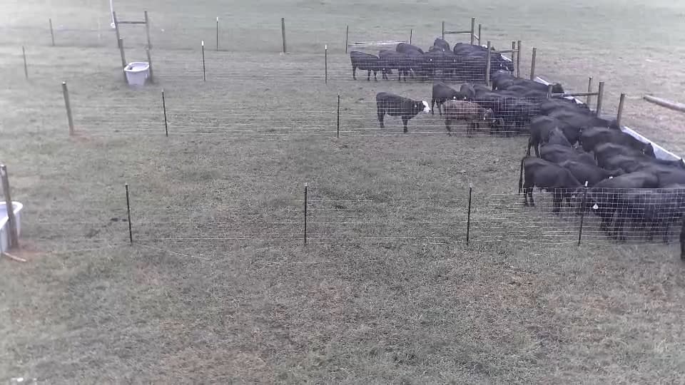 Cattle at a monitored feed bunk at the Tuskegee University research feedlot