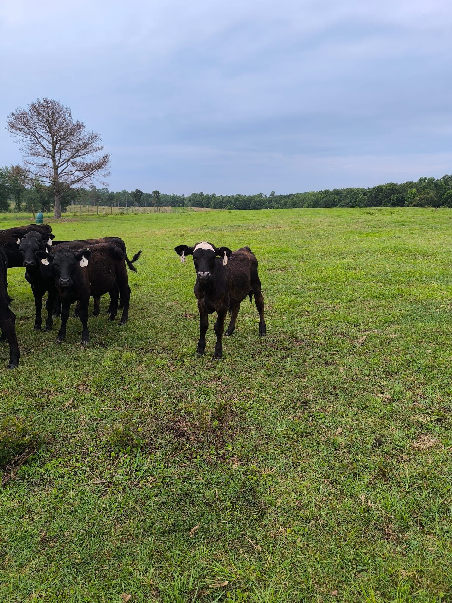 Cattle grazing in a green Tuskegee pasture