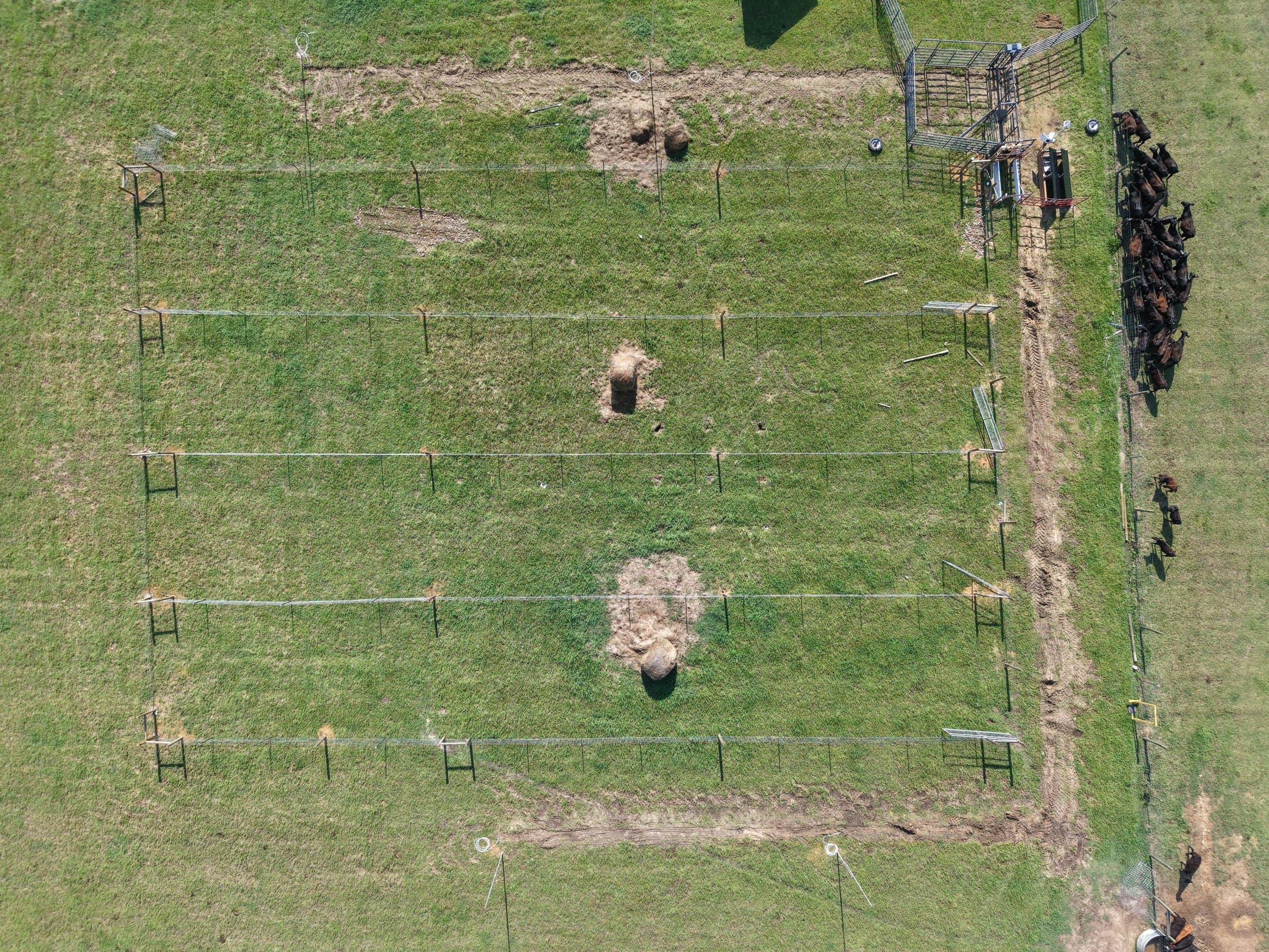 Aerial view of monitored cattle pens at the Tuskegee University feedlot