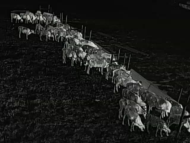 Thermal camera view of cattle feeding at the bunk in darkness