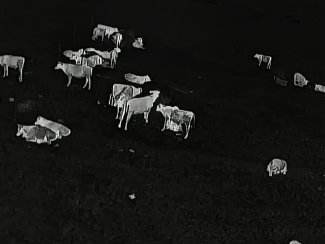Thermal camera view of cattle in a Tuskegee University research pen at night